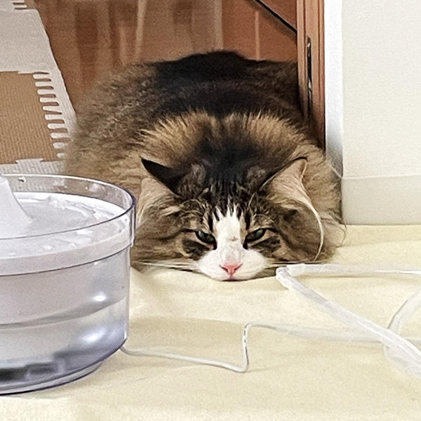 空ちゃんが犯人かと思いきや、物語はいきなり予想だにしない展開を迎えました。