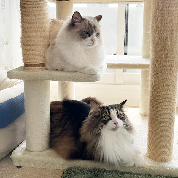  ちゃぶ台返し的な大胆さと繊細なお姫様気質が混在するピリカちゃん。そのギャップが魅力です。