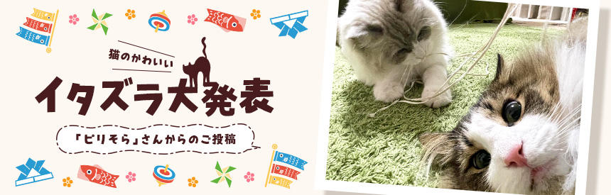 猫のかわいいイタズラ大発表「ピリそら」さんからのご投稿