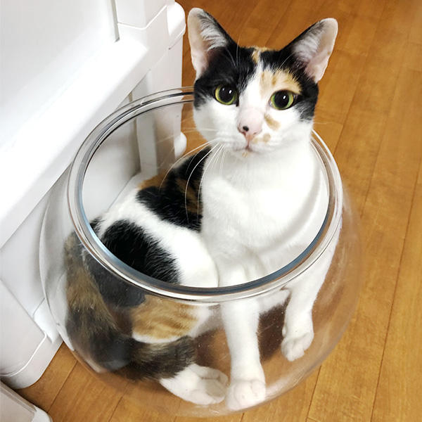 カーテンレールを外すのって意外と手間がかかるんですよね。お洗濯のお手伝いをしてくれているとか？・・・多分違いますね。