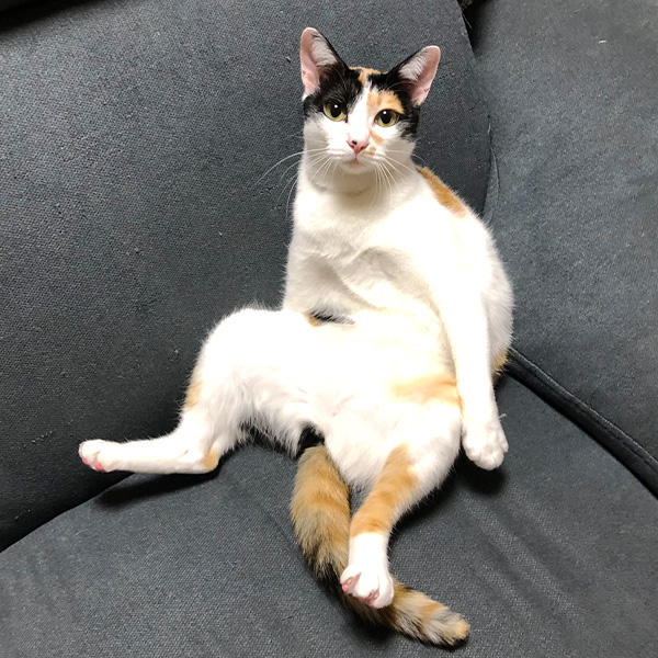 警戒心が強い子にほど、甘えられると守ってあげなきゃと思ってしまう。そんな気持ちもわかってのツンデレさんなのかな？