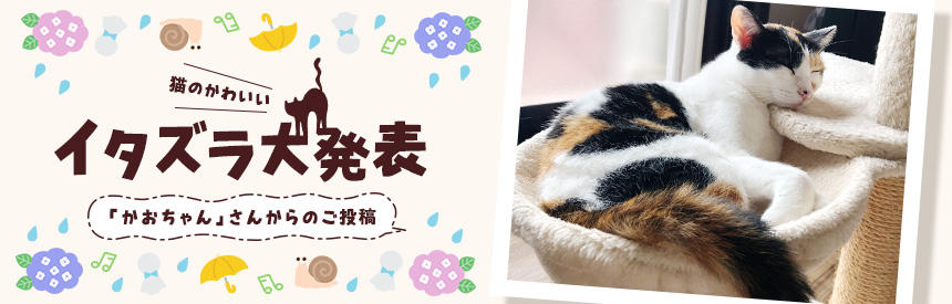 猫のかわいいイタズラ大発表「かおちゃん」さんからのご投稿