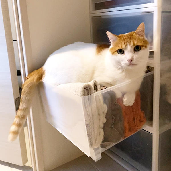 洗いたてのふかふかタオル＋ほんのり温もり＝猫にとっては最高のベッド。 毛のプレゼント付きでも、そんな幸せそうな顔見たら・・・。もう、しまうのは後回しでいいですね