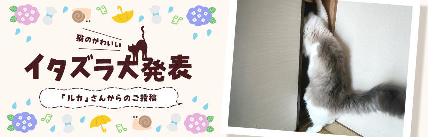 猫のかわいいイタズラ大発表「ルカ」さんからのご投稿