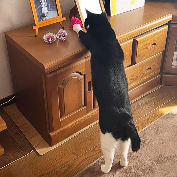 まさに今、その瞬間！隙を見ることなくカメラに収められても堂々としたイタズラの匠。