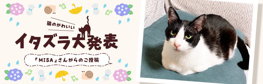 猫のかわいいイタズラ大発表「MISA」さんからのご投稿