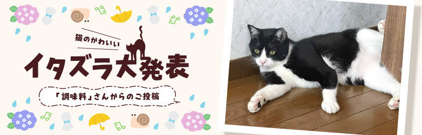 猫のかわいいイタズラ大発表「調味料」さんからのご投稿