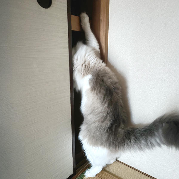 大好きな押し入れに侵入するところを激写！後ろ姿ですらかわいいですね♪