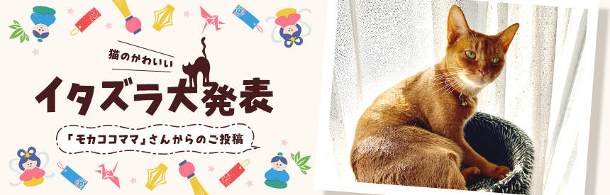 猫のかわいいイタズラ大発表「モカココママ」さんからのご投稿