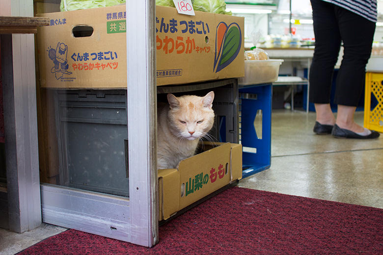 「いらっしゃーせーーー。嬬恋キャベツはおいしいよー」