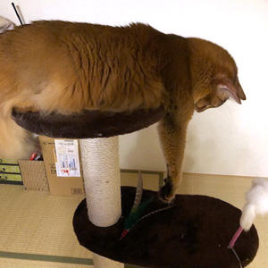 確かめてみたけど、手が届かないのだ。