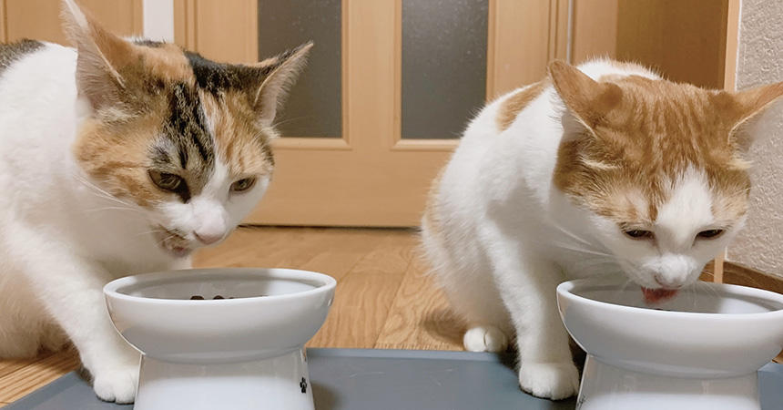 2人仲良く食べてくれて、とってもうれしいです。ありがとうございます。