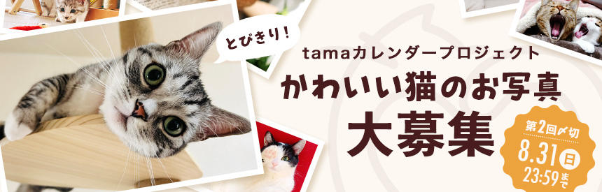 終了【8月31日(日)まで】tamaのカレンダープロジェクト◎第2弾「とびきり、かわいい！」猫のお写真大募集