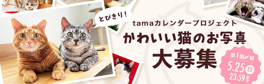 【5月25日(日)まで】tamaのカレンダープロジェクト「とびきり、かわいい！」猫のお写真大募集