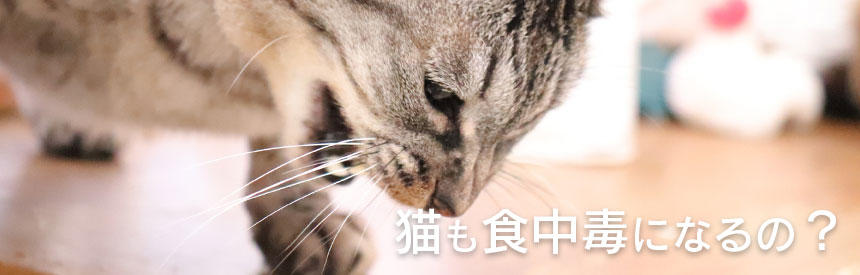 猫は食中毒になるの？対処法は？獣医師さんに聞いてみました