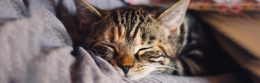 猫の初めての健康診断のすすめ｜受診のタイミング・頻度・チェック項目を解説[#獣医師監修]