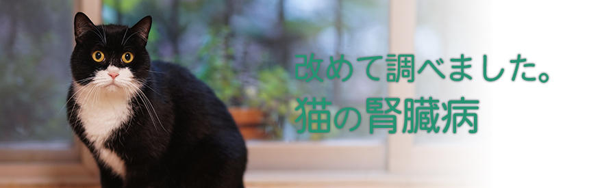 改めて猫の腎臓病と栄養素「リン」について調べてみました。[#調査隊レポート]