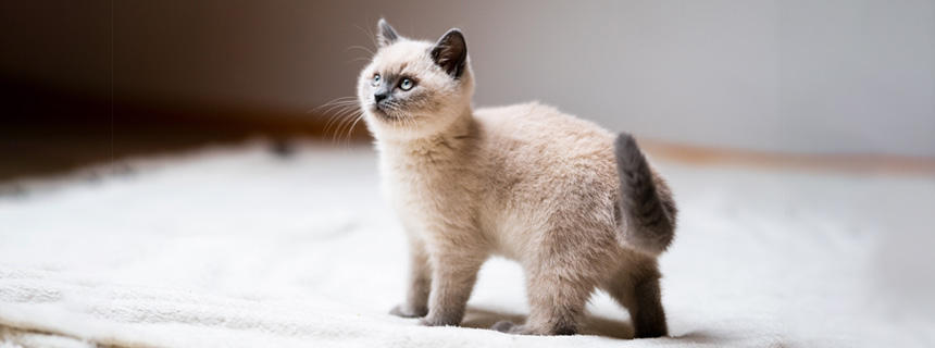 猫と人間の違い【寿命編】どうしてこんなに差があるの？長寿へのヒント[#猫研究所]