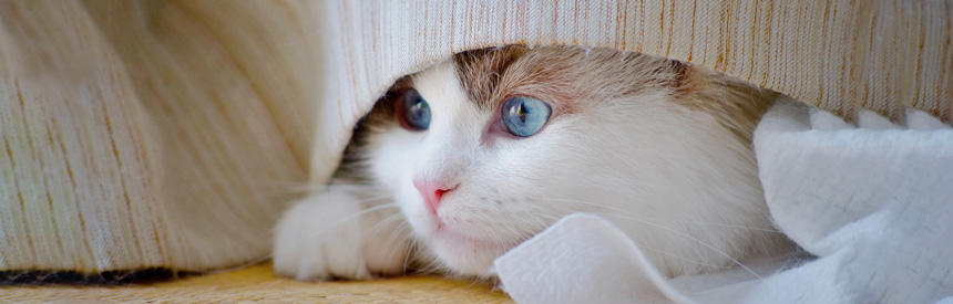 猫のトイレ問題を解決！粗相・使わない原因と快適な環境づくりのコツ[#猫研究所]