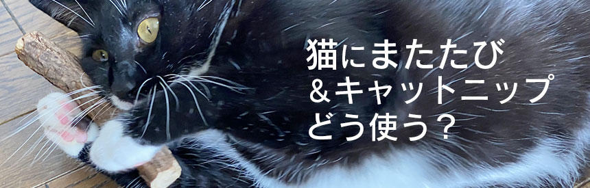 猫にまたたびを与える時のポイントとは？メリットと上手な使い方