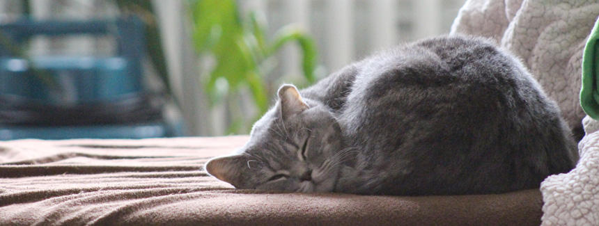 猫と人間の違い【記憶編】記憶の仕組みと進化の背景―忘れることにも意味がある？[#猫研究所]