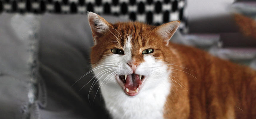 【猫の噂を検証】シリーズ②：猫の鳴き声は人間に合わせて進化したって本当？[#猫研究所]