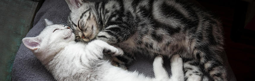 猫の性格タイプ別接し方ガイド｜その子らしさを大切にする仲良くなるコツ