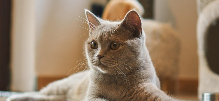 猫の留守番は何日まで？必要なアイテムと健康・安全対策を解説[#猫研究所]