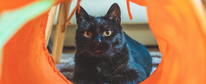 猫が夜中に走り回る理由とは？「夜の運動会」の原因と対策、付き合い方[#猫研究所]