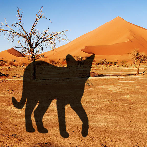 猫の祖先は砂漠の生き物だったから、猫はお水を飲まない説って本当？