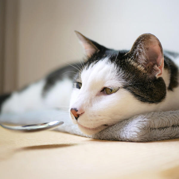 ドライフードを主食とする現代の猫の水分摂取量は減少し、水分不足による疾患も増えています。