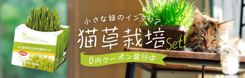 【0円クーポン発行中】小さな緑のインテリアにも「猫草栽培セット」