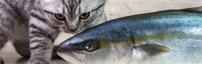 猫に青魚の脂(魚油)が危険って本当？危険と勘違いされた背景と与え方のポイント