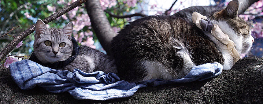 日本人と猫の歴史。日本に猫がやってきたのはいつ？