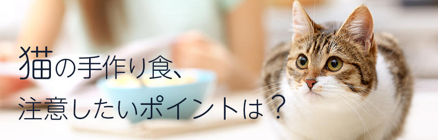 猫に手作り食ってアリ？チャレンジする時のポイントまとめ