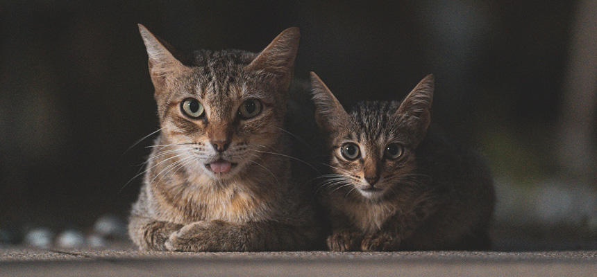 獣医師さんに聞いてみた｜猫がかかりやすい病気は、ライフステージでどう違う？