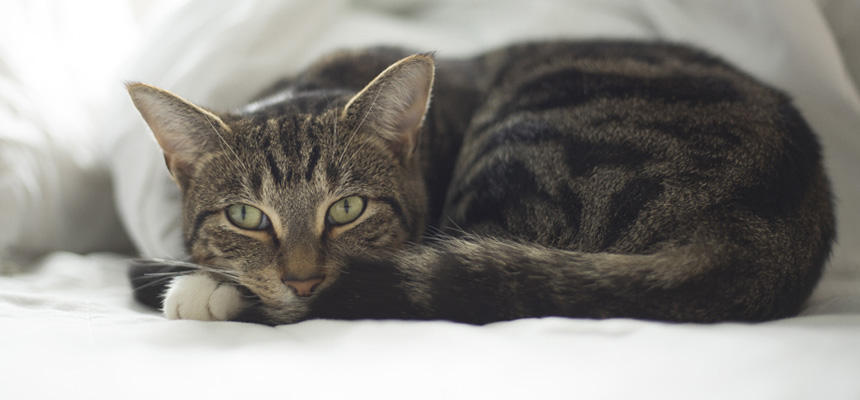 猫と人間の違い【表情編】猫の表情はなぜ分かりにくい？[#猫研究所]