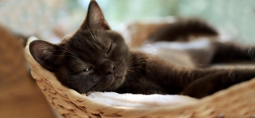 【猫の医療最前線】高齢猫に増えるリンパ腫｜症状に気づくポイントと治療の考え方[＃獣医師監修]