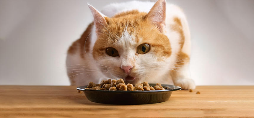 フードローテーションは猫からのリクエスト[#猫研究所]