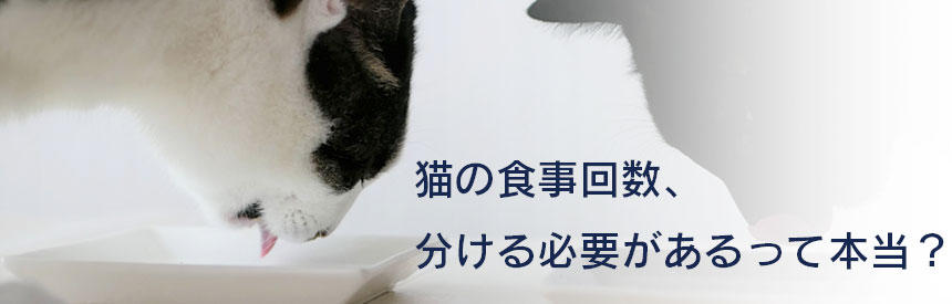 猫の食事回数、分ける必要があるって本当？猫がちょこちょこ食べする理由