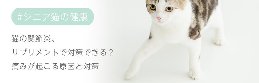 猫の関節炎、サプリメントで対策できる？痛みが起こる原因と対策