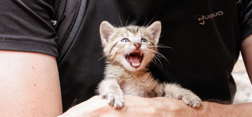 【猫の噂を検証】シリーズ①：猫は人間を「大きな猫」だと思っている？[#猫研究所]