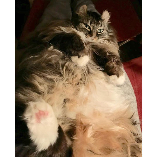 私の膝の上でヘソ天で寝るナナ