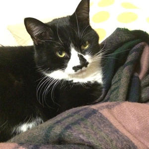 ストールの先の紐には無関心のゴローさん。