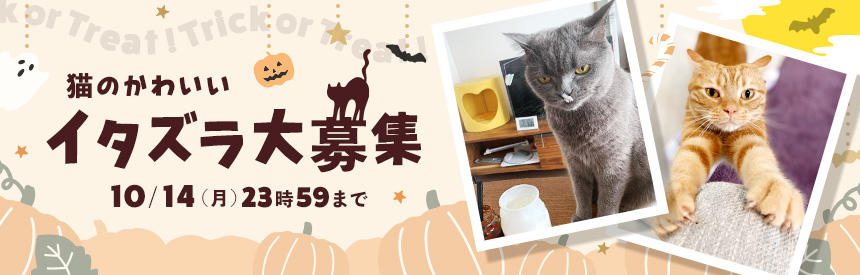 【大募集◎10/14(月)まで】トリック or トリート♪猫のかわいいイタズラ教えてください。