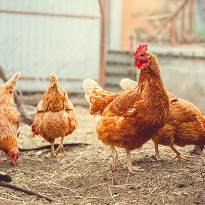 原材料には、ニュージーランドやオーストラリアの大自然で育った肉を使用。