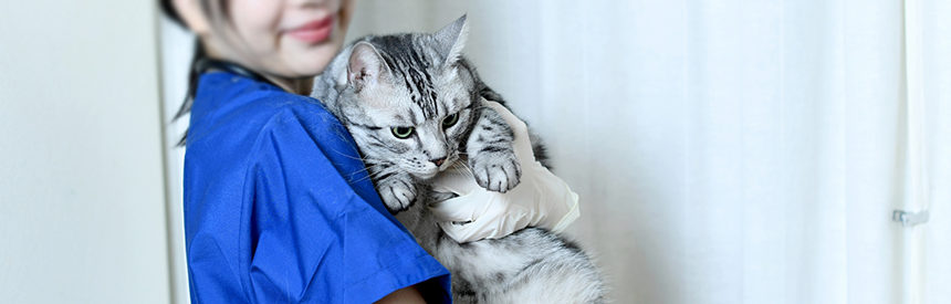 実は深い猫の慢性腎臓病と「貧血」の関係。症状と治療について