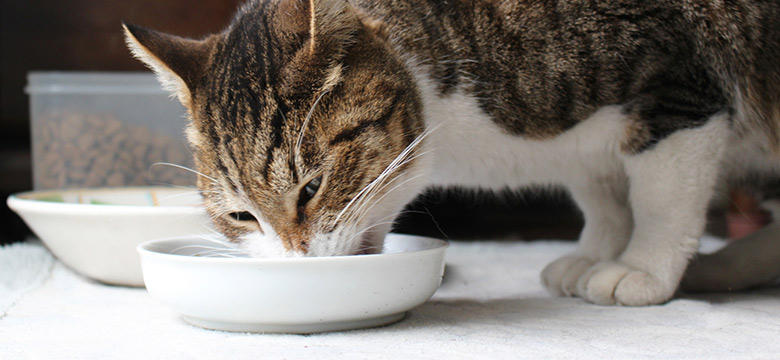 総合栄養食、間食、療法食とは？キャットフードの表記の違いを改めて調べてみよう