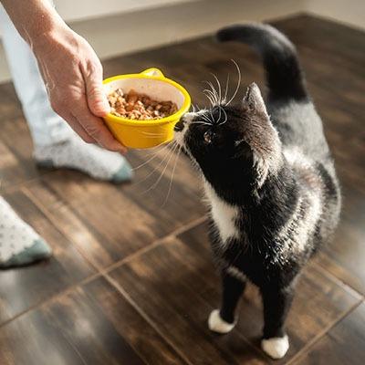 トリノ大学獣医学部の動物栄養学・栄養学研究室と連携し、安全性の高い製品づくりを徹底。