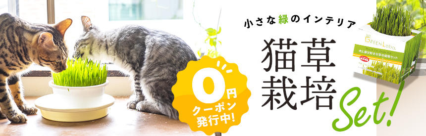 終了【0円クーポン発行中】小さな緑のインテリアにも「猫草栽培セット」